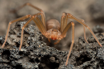 Mediterranean recluse spider, violin spider (Loxosceles rufescens), Brown recluse spider, in its...