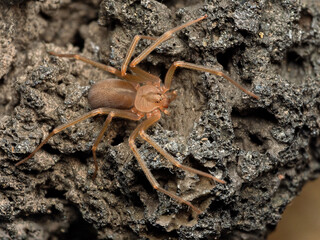 Mediterranean recluse spider, violin spider (Loxosceles rufescens), Brown recluse spider, in its...