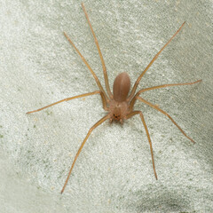 Mediterranean recluse spider, violin spider (Loxosceles rufescens), Brown recluse spider, in its wild habitat.