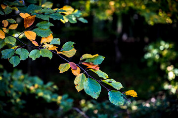 Premières feuilles d'automne