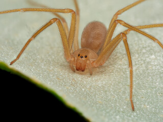 Mediterranean recluse spider, violin spider (Loxosceles rufescens), Brown recluse spider, in its wild habitat.