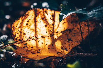 Feuille tomb&eacute;e sur le sol dans la for&ecirc;t