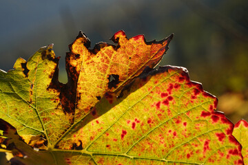 Ränder eines Rebblatts im Herbst gegen die Sonne