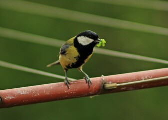 Closeup shot of a great tit bird on a tree in a forest during the day