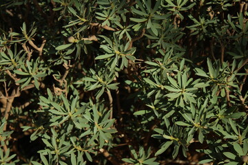 Closeup view of a Euphorbia balsamifera bush