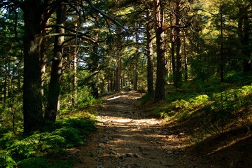 Forest path in Navacerrada