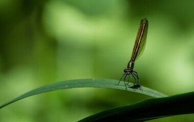 Closeup shot of a Damselfly with big black eyes and tiny legs, standing on a green grass leaf