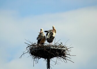 Beautiful shot of two white storks in their nest during the day