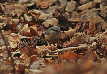 Closeup shot of a Eurasian nuthatch in a forest during the day