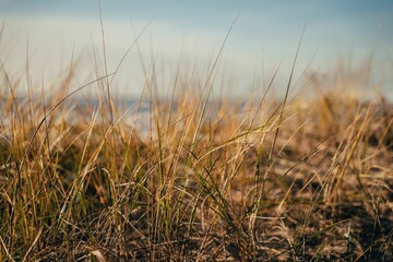 Closeup shot of sedges found growing on the shore of the Baltic beach