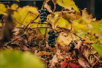 Closeup shot of fresh grapes hanging on a bush found growing in the nature