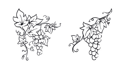Naklejka premium Grapevine with leaves illustration vector berries hand drawn vintage drawing