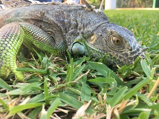close-up of green common wild Iguana laying over grass