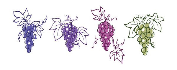 Colorful grapes collection illustration hand drawn vintage drawing berry fruits design