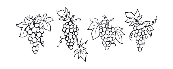 Hand drawn grapevine simple drawing illustration vector design - obrazy, fototapety, plakaty