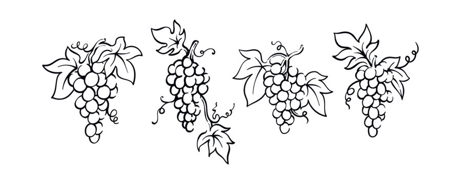 Hand drawn grapevine simple drawing illustration vector design