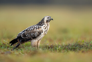Common buzzard bird ( Buteo buteo )