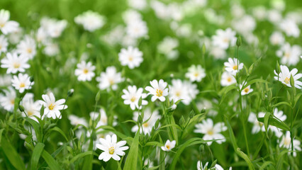 White flowers of Stellaria holostea flowerbed blooming in spring forest