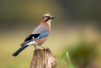 Eurasian jay bird ( Garrulus glandarius )