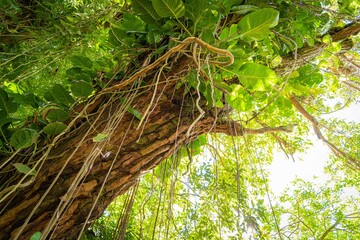 Low angle shot of trees in the forest