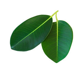 Two green ficus leaves isolated on white background