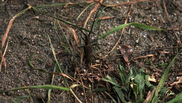 a large forest beetle runs across the sand, a beetle with a large mustache, a barbel beetle, slow motion