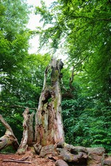 Fototapeta na wymiar a broken tree in the jungle