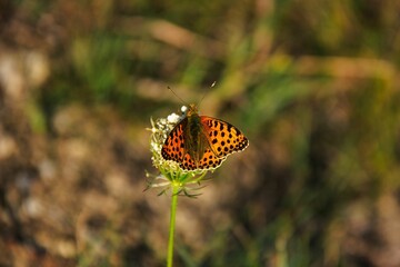 A Butterfly on a flower