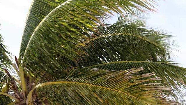 Palm Trees Blowing In The Wind