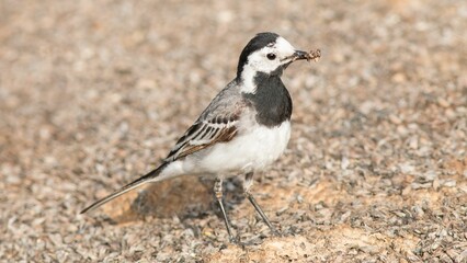 Shallow focus shot of a white wagtail bird standing on the ground with an insect in its beak