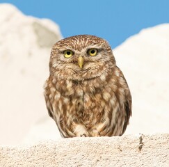 Beautiful little owl standing on big stone basking in bright sunlight
