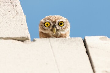 Little owl standing on an edge of stone looking down under blue sky