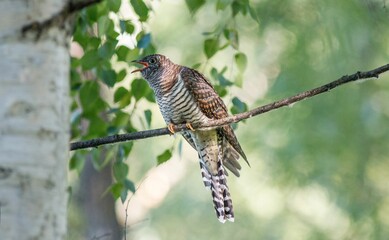 Shallow focus shot of a common cuckoo bird perching on a bare branch in the garden