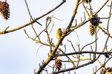 Closeup of a canary on tree branches