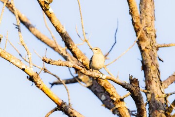 Closeup of a sparrow on a tree branch