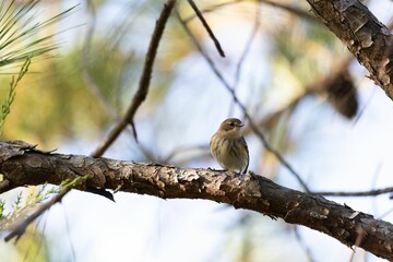 Closeup of a sparrow on a tree branch