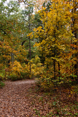 Fall Foliage - Lake Bob Sandlin SP-6578