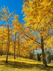 Fototapeta premium Vertical and closeup shot of the trees in the forest covered with yellow leaves