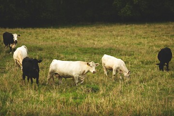 Cows in a pasture field in Ontario Canada surrounded by greenery
