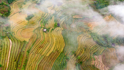 Rice fields on terraced prepare the harvest at Northwest Vietnam.