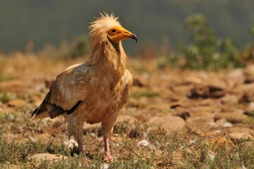 Closeup shot of a brown Egyptian vulture looking forward standing on the rocky land in the field