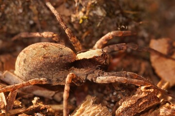 Closeup shot of the Xerolycosa nemoralis spider