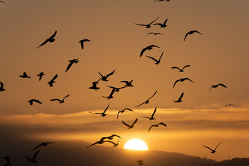 Sunrise and birds in Istanbul
