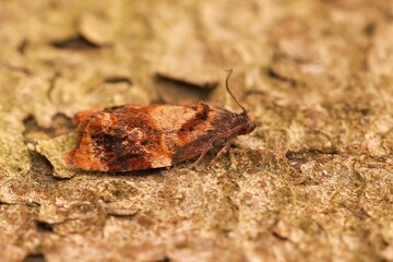 Closeup shot of the Ditula angustiorana Tortricid moth