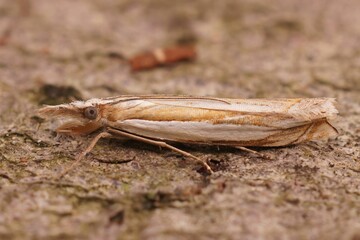 Closeup shot of the Crambus pascuella crambidae moth