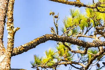 Closeup shot of the Great spotted woodpecker