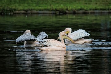 Grey egrets swimming in the lake