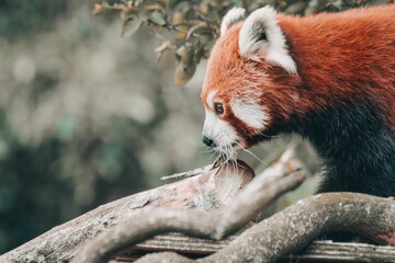 Closeup shot of a red panda in its natural habitat