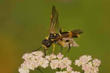 Closeup of a sawfly pollinating beautiful small flowers