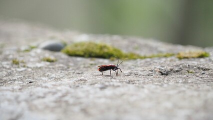 Macro of a boxelder bug on a stone